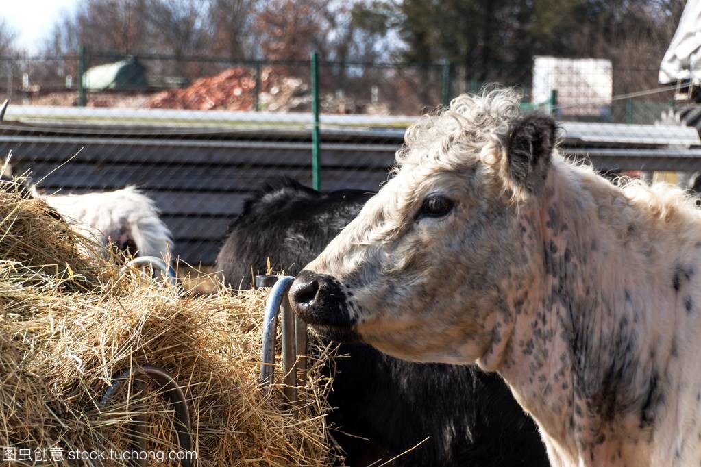 奶牛吃干草。在家庭农场饲养牲畜。奶牛头的细节。有机耕作