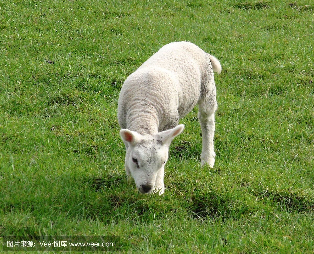动物羊在田野里的春天