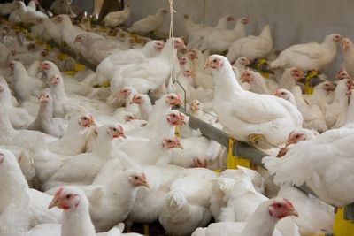 温氏、立华、湘佳、益生等9家家禽企业2021年全年销售情况对比